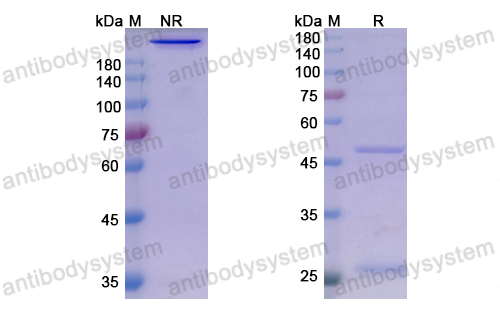 Research Grade Sasanlimab