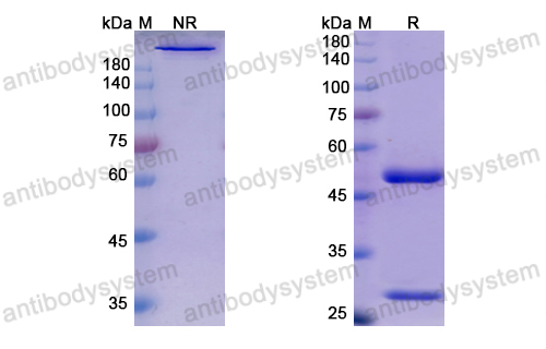 Research Grade Ezabenlimab