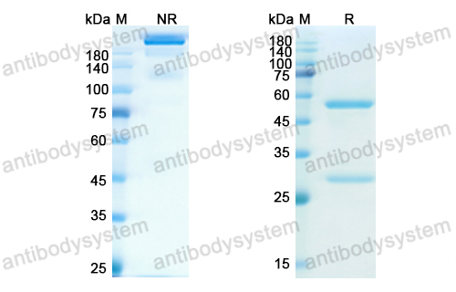 Research Grade Finotonlimab