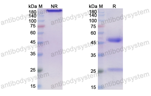 Research Grade Geptanolimab