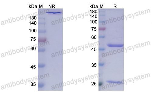 Research Grade Penpulimab