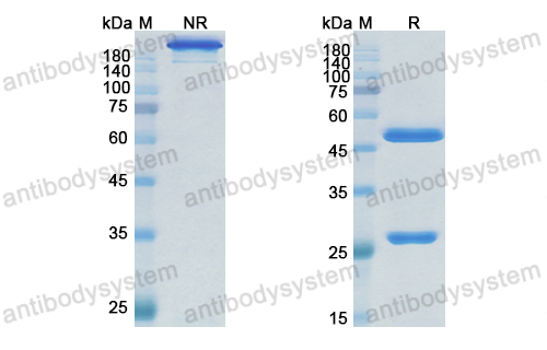 Research Grade Zeluvalimab