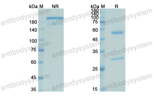 Research Grade Pucotenlimab