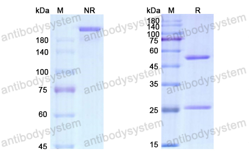 Research Grade Zimbirelimab