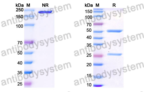 Research Grade Rulonilimab