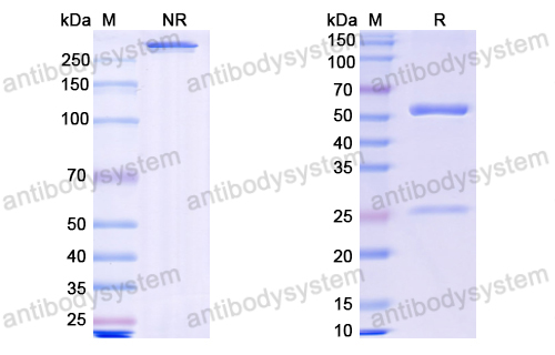 Research Grade Rosnilimab