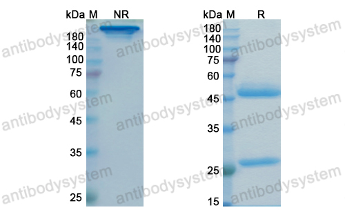 Research Grade Idactamab