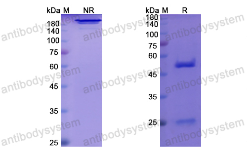 Research Grade Afasevikumab