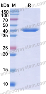 Research Grade Sonelokimab