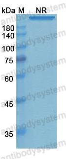 Research Grade Remtolumab