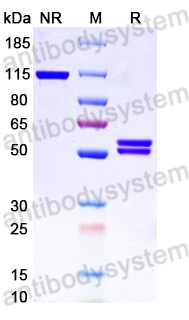 Research Grade Galvokimig