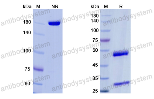 Research Grade Erenumab