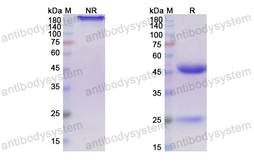 Research Grade Girentuximab