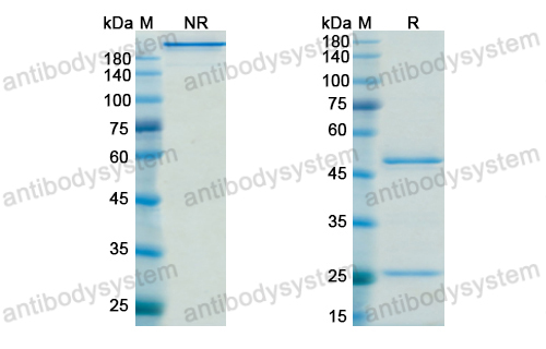 Research Grade Timolumab