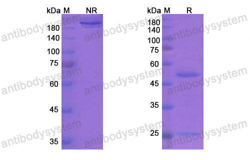 Research Grade Vapaliximab