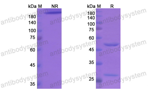 Research Grade Etigilimab