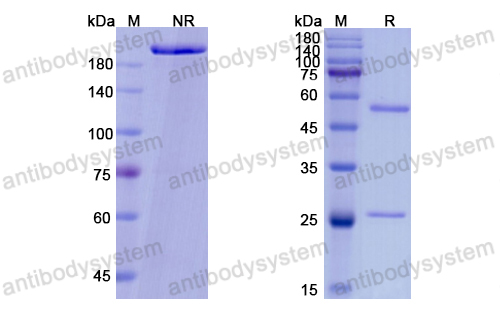 Research Grade Vibostolimab