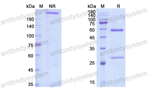 Research Grade Domvanalimab