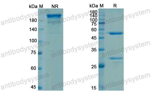 Research Grade Ociperlimab