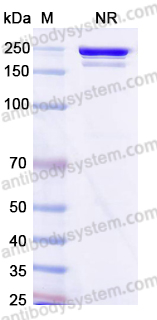 Research Grade Anti-Human SEZ6 Antibody (ABBV-011)