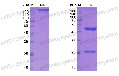 Research Grade Mirzotamab