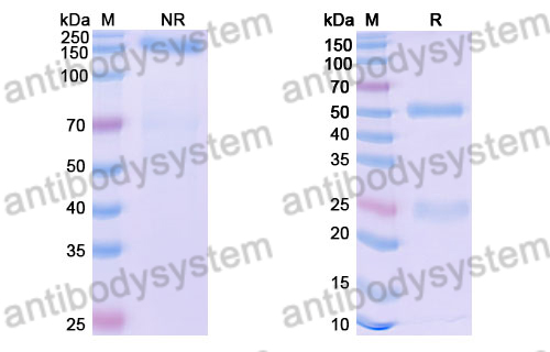 Research Grade Vobramitamab