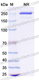 Research Grade Anti-Human IL31 (BMS-981164)