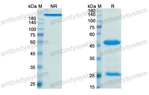 Research Grade Tifcemalimab