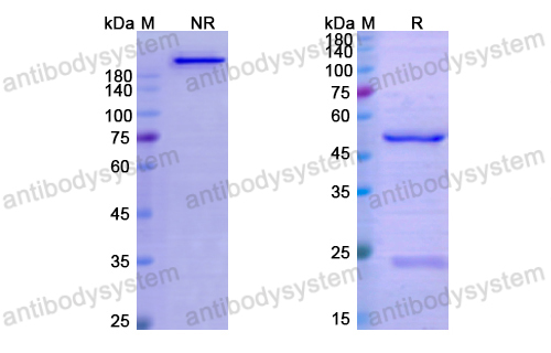 Research Grade Alsevalimab