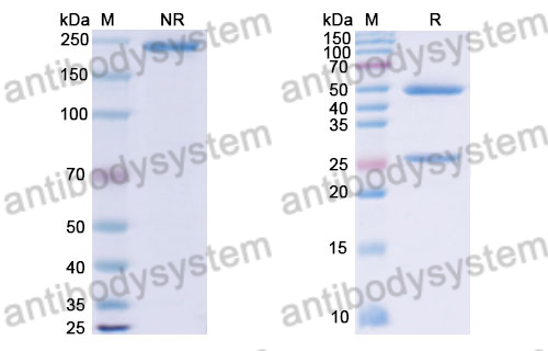 Research Grade JTX-8064-101