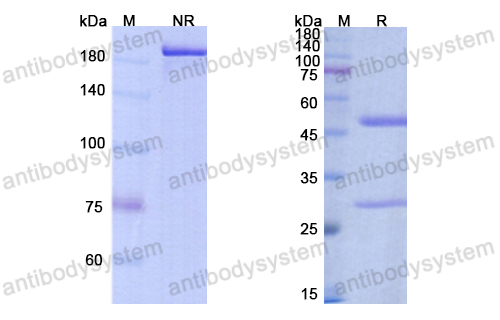 Research Grade Bococizumab