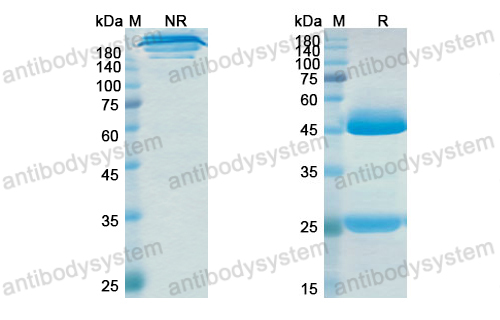 Research Grade Ralpancizumab