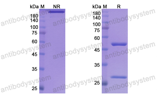 Research Grade Ongericimab