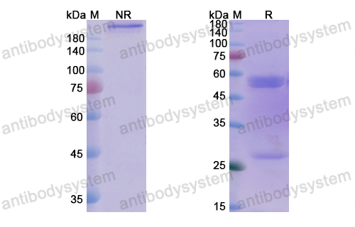 Research Grade Recaticimab