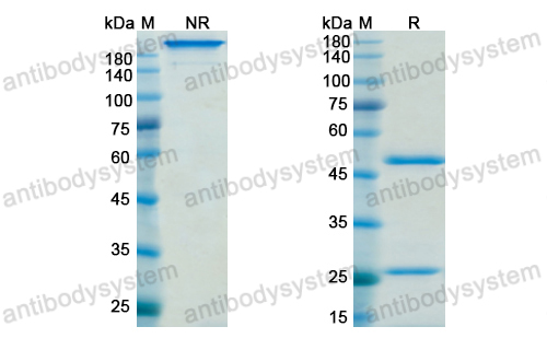 Research Grade Nemolizumab