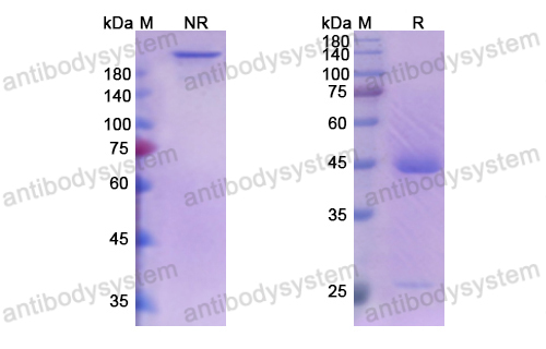 Research Grade Sabatolimab