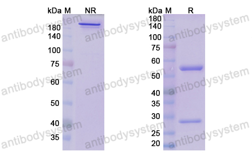 Research Grade Samrotamab