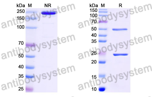 Research Grade Litifilimab