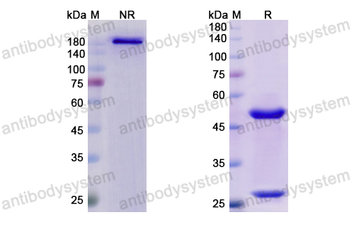 Research Grade Abagovomab