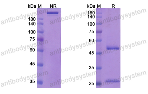 Research Grade Sofituzumab