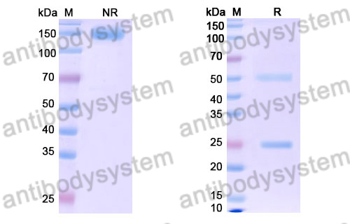 Research Grade Galegenimab