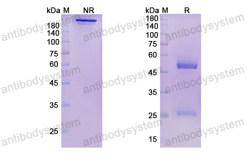 Research Grade Pepinemab