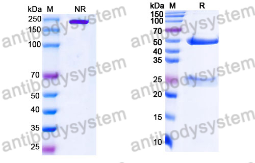 Research Grade Ecleralimab