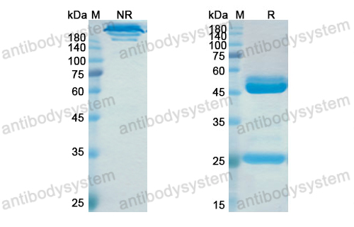 Research Grade Elezanumab