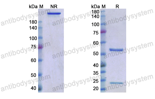 Research Grade anti-RGMA/RGM(H116A3) antibody