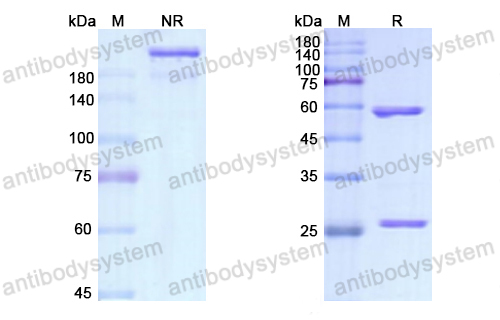 Research Grade Brodalumab