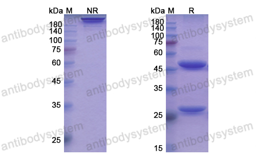 Research Grade Ianalumab