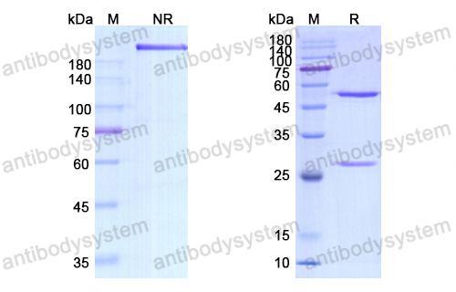 Research Grade Latozinemab