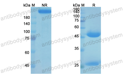 Research Grade Ponsegromab