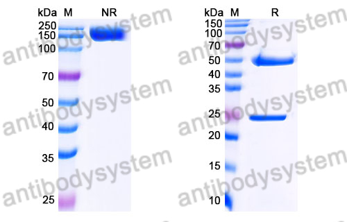 Research Grade Visugromab